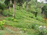 Lemon Ridge Linstead St catherine, St. Catherine, Jamaica - Commercial/farm land for Sale